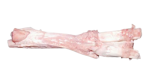 09 Hock Tendon (Urat)