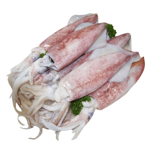 Sotong